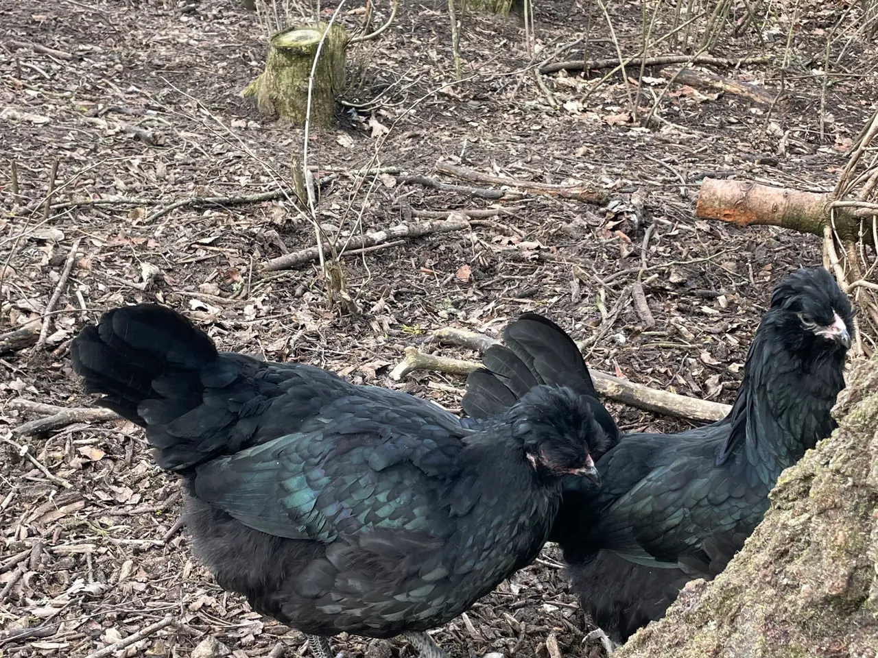 Billede 16 - Engelsk Araucana kyllinger