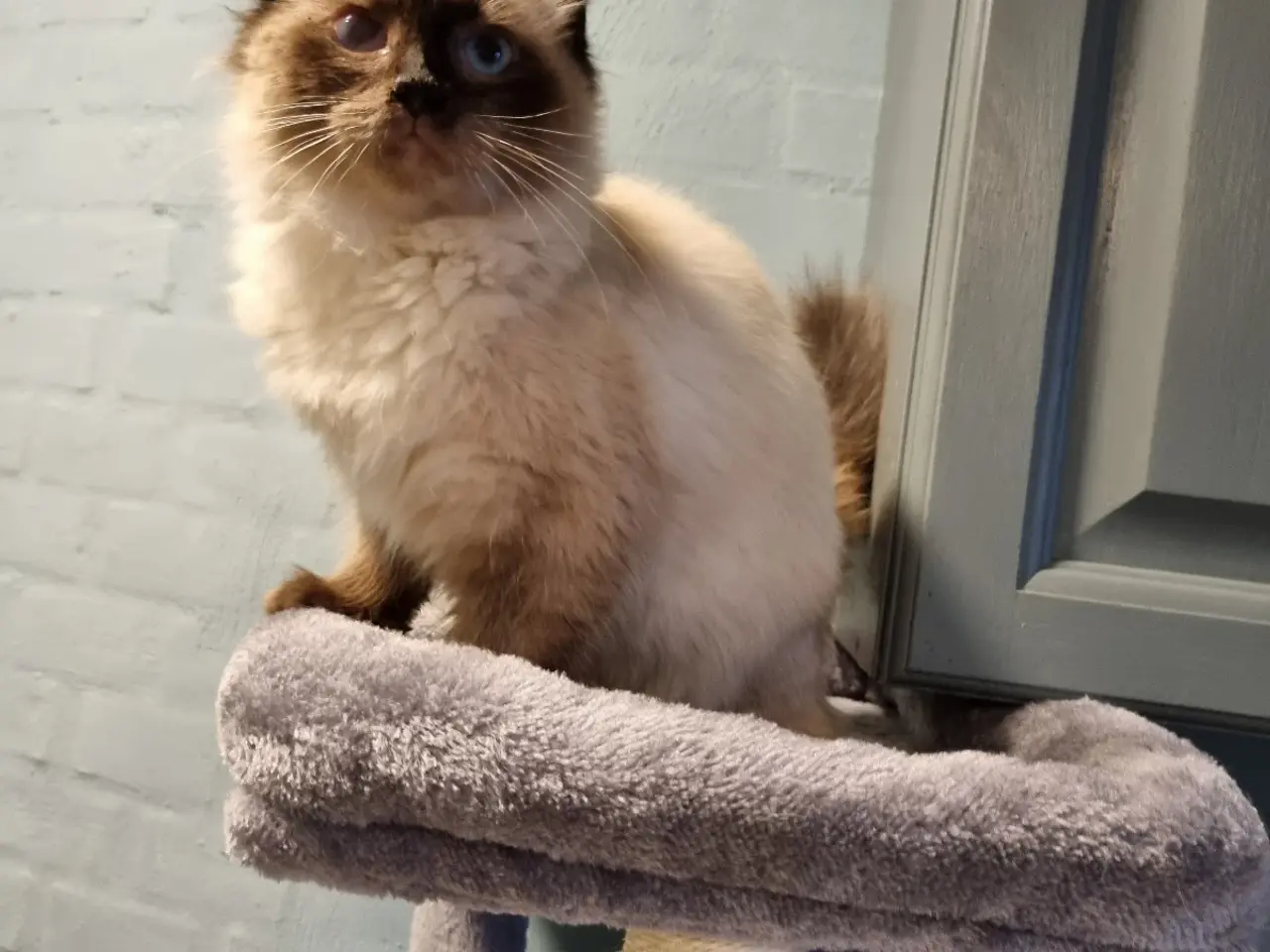 Billede 3 - Ragdoll pige