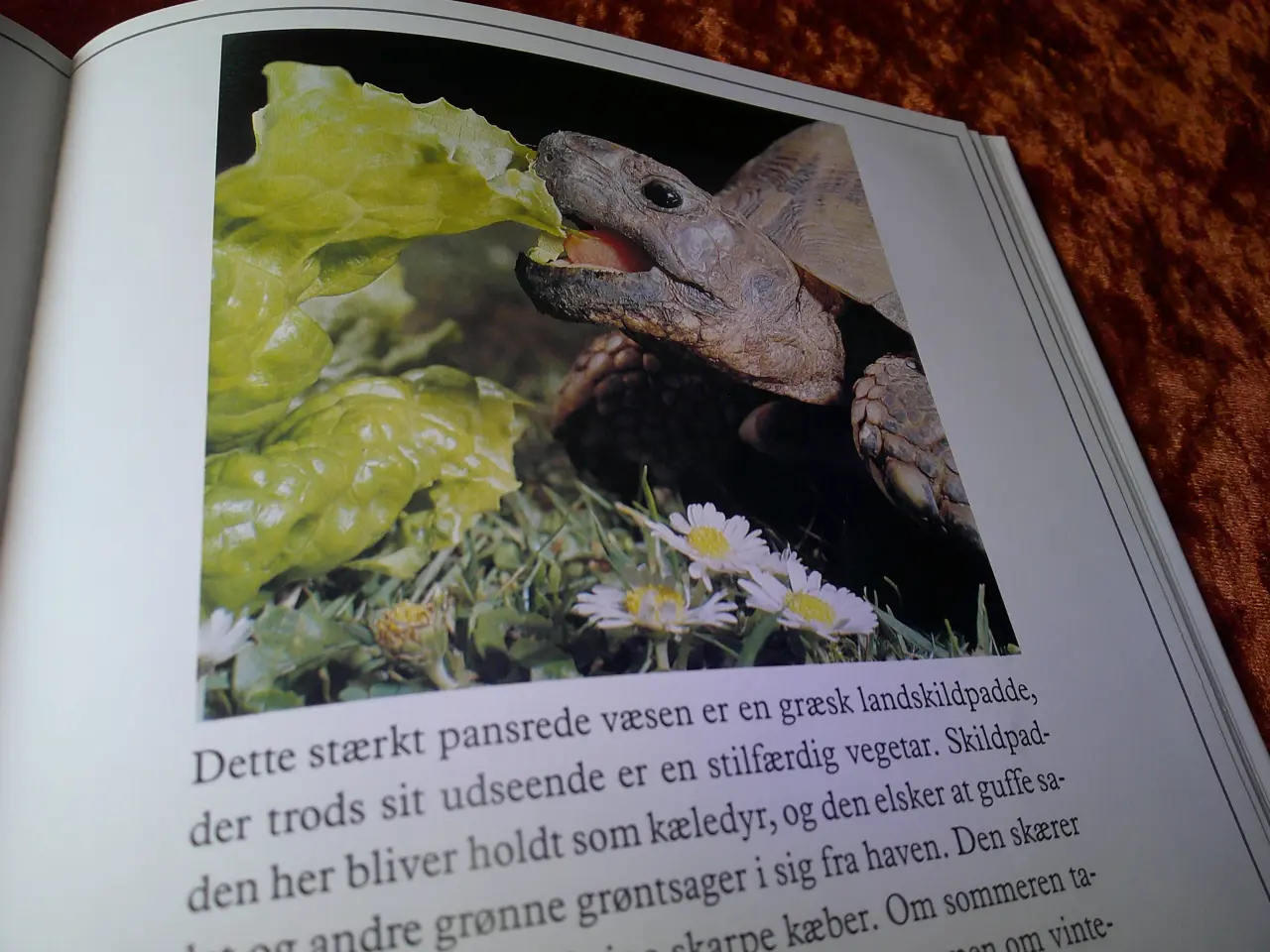 Billede 4 - Sådan spiser dyrene, Jane Burton, 
