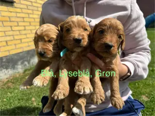 Cockerpoo hvalpe 3 drenge og 4 piger