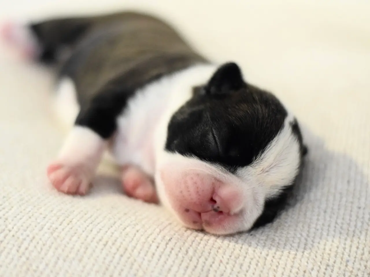 Billede 5 - Boston terrier 