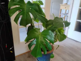 9 store stueplanter med potter