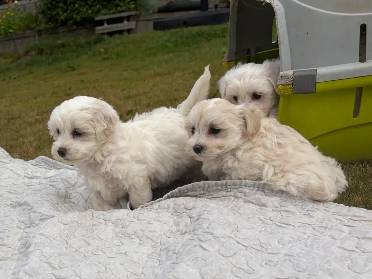 Billede 16 - Fine mini Maltipoo babyer