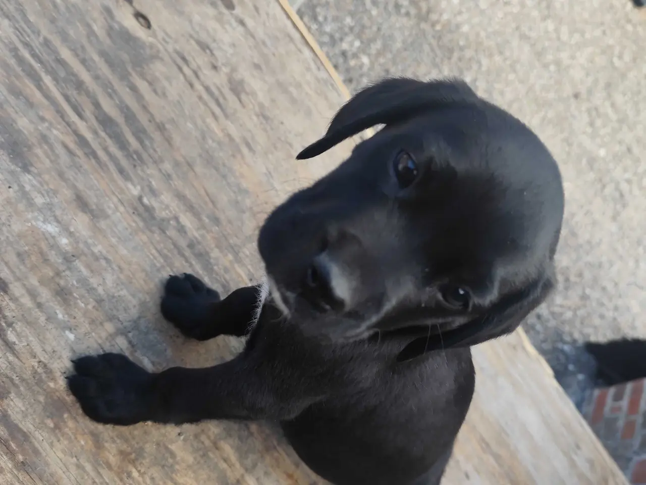 Billede 4 - Labrador blanding 
