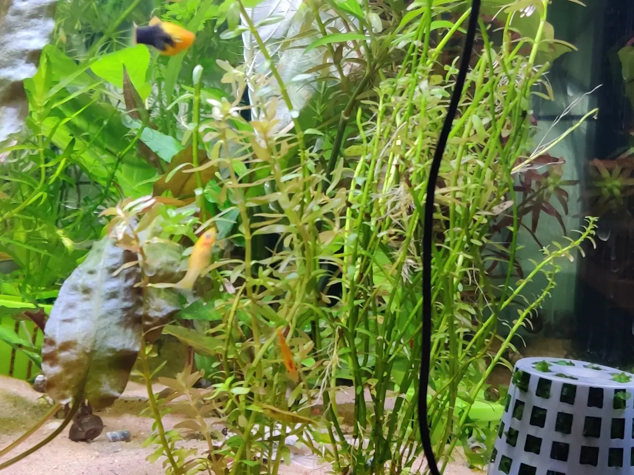 Billede 3 - Akvarie Planter mange slags