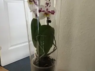 Sandra Rich Vase