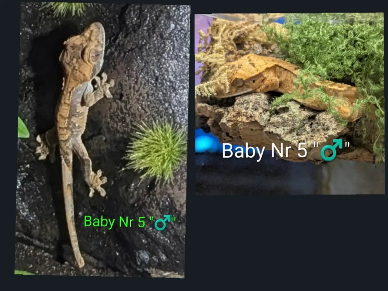 Billede 6 - 3 Kronegekko babyer sælges
