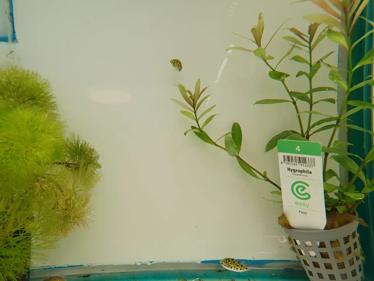 Billede 2 - 🟢🐡 PLETTET GRØN KUGLEFISK TIL SALG 🐡🟢