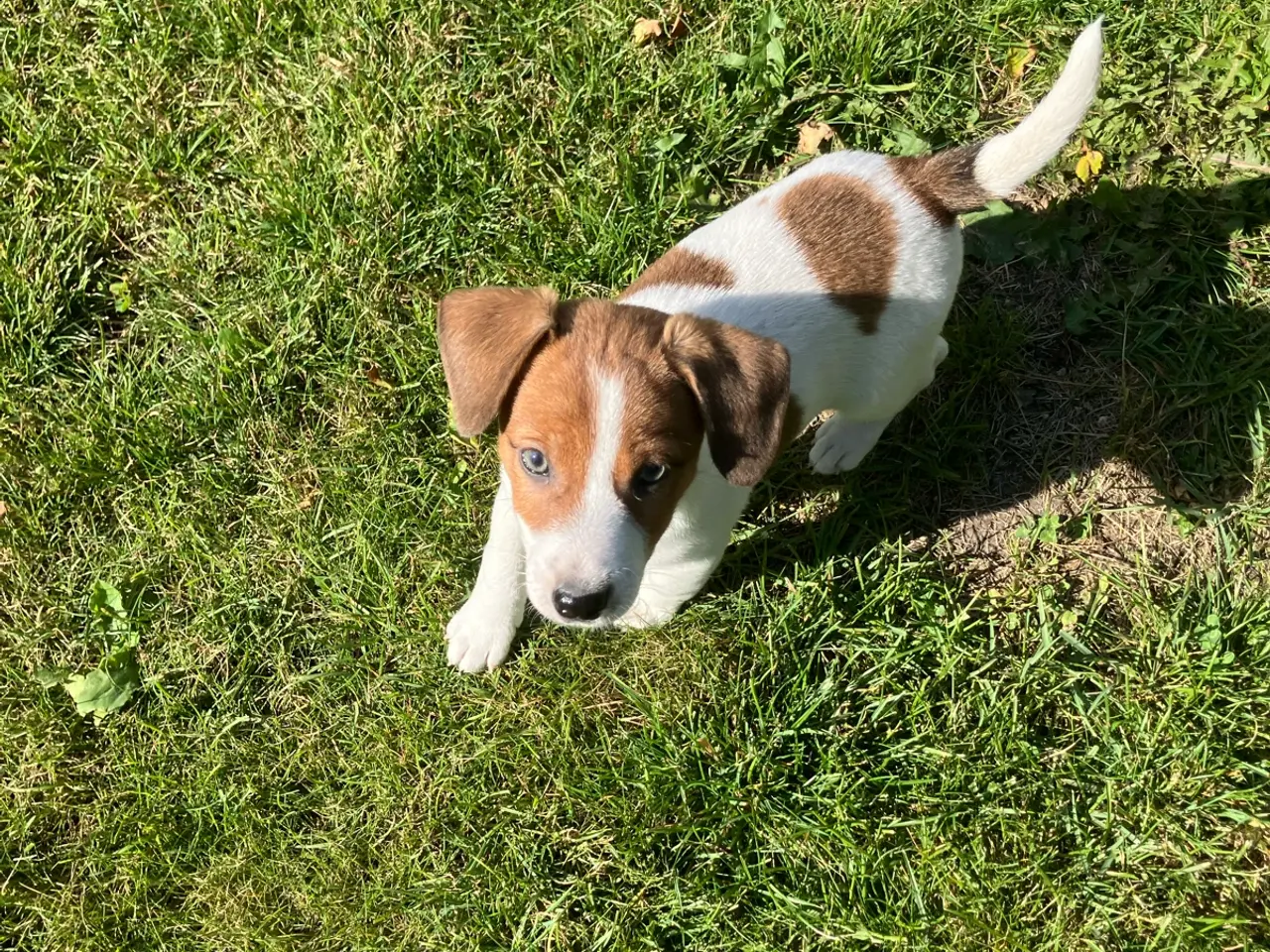 Billede 14 - Jack Russel hvalpe