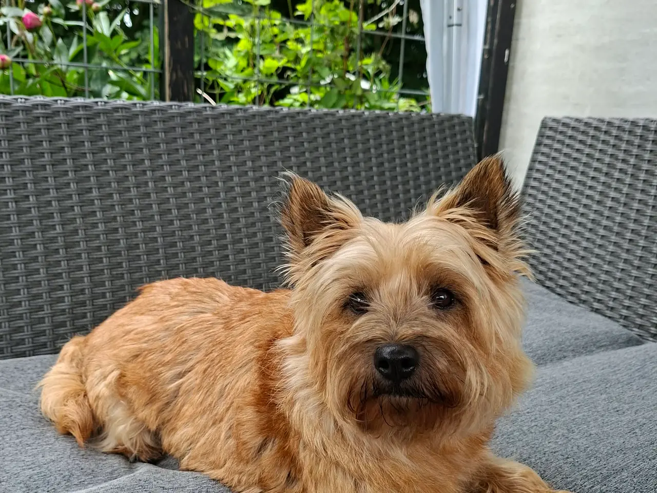 Billede 3 - 🐾 Carin Terrier hvalpe søger deres kommende fam.