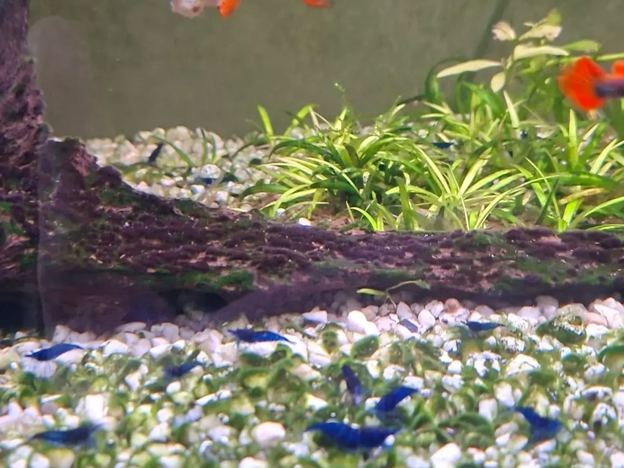 Billede 1 - Neocaridina Blue Dream Rejer