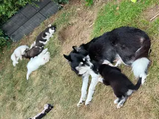 Blandingshvalpe Husky / Malamute/ Samojede - 3