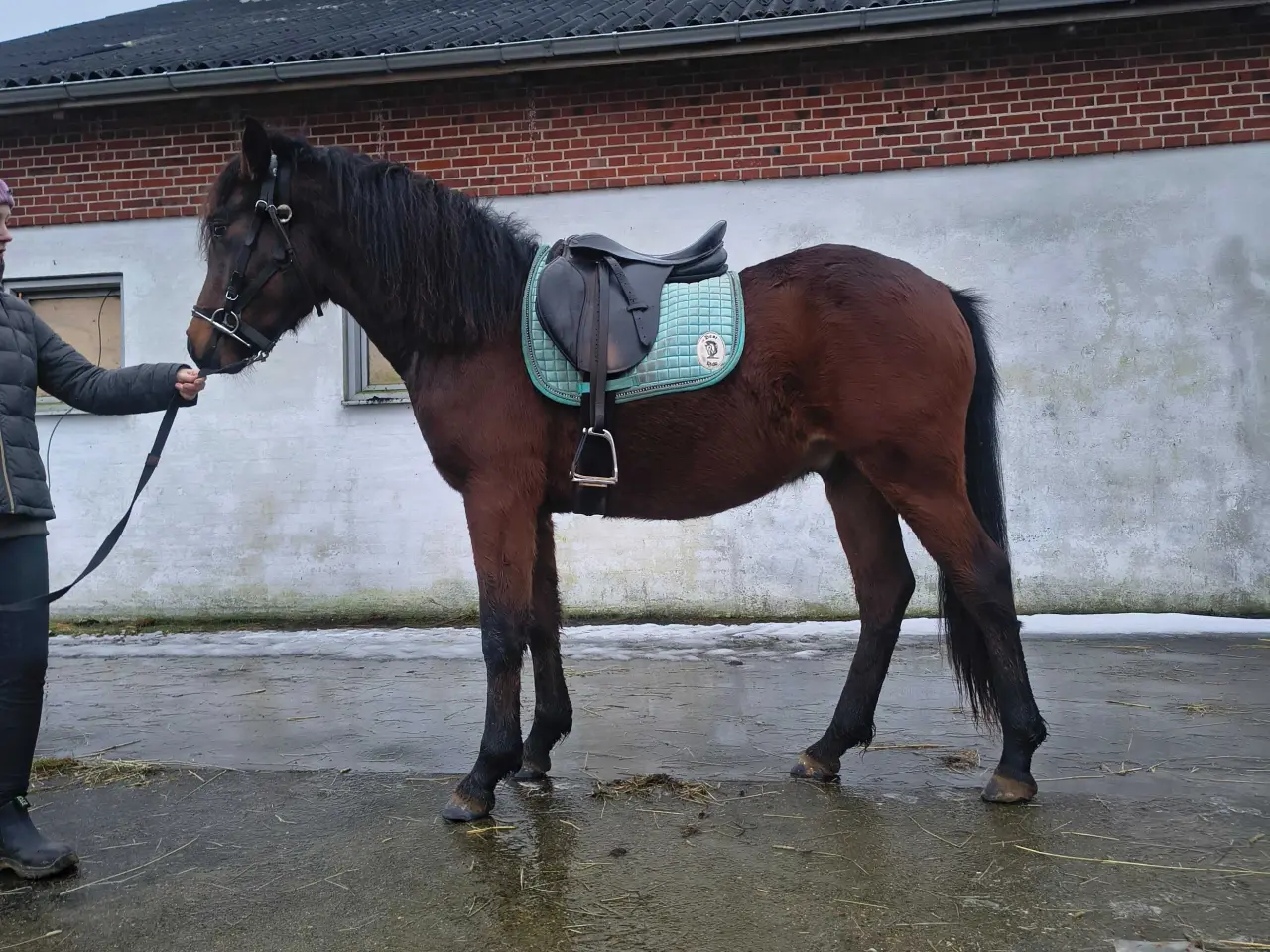 Billede 3 - New Forest vallak 
