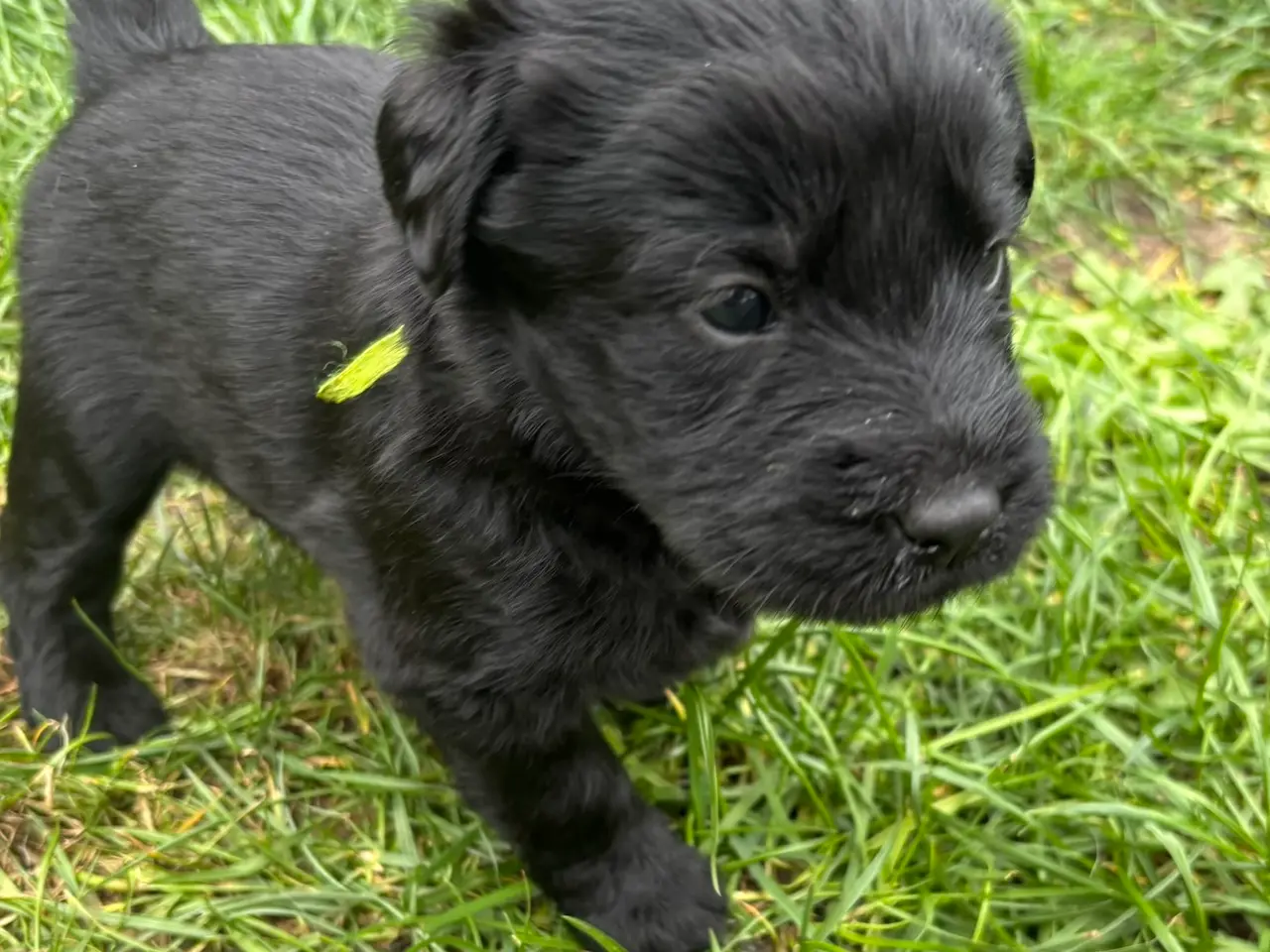Billede 1 - Dejlige double doodle af labra og goldendoodle