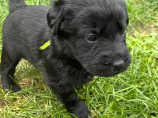 Dejlige double doodle af labra og goldendoodle 