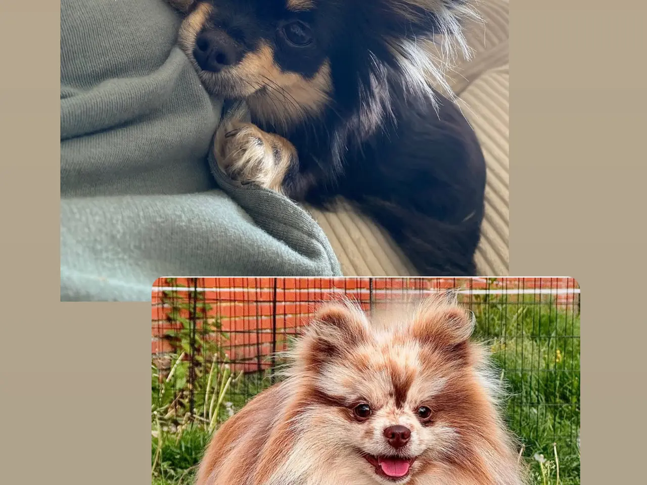 Billede 11 - Pomchi drenge 🩵🩵