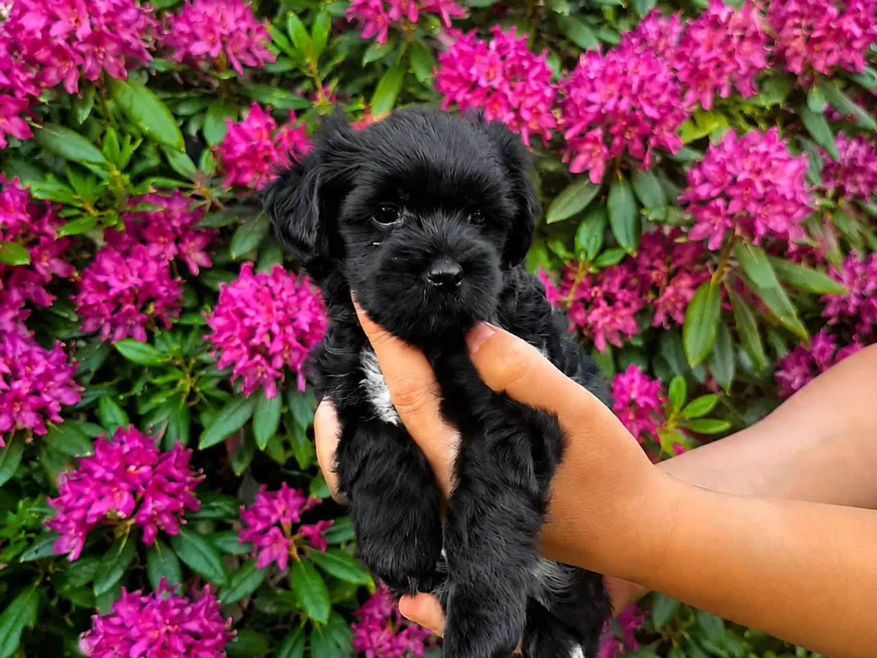 Billede 8 - Chinese Crested Powder puff drenge, med dkk tavle.