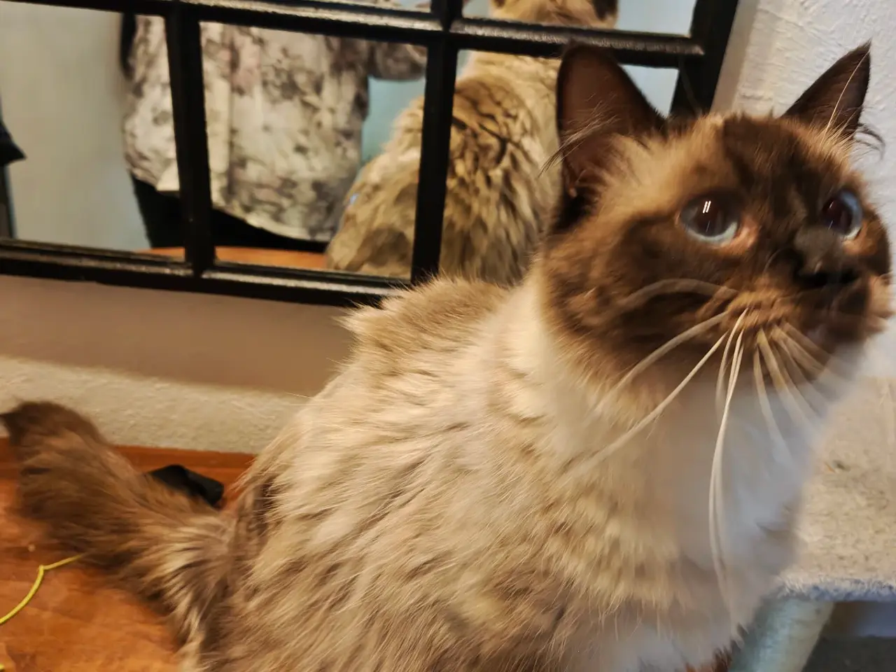 Billede 4 - Ragdoll hun'ung,kat fra d.28-3-25