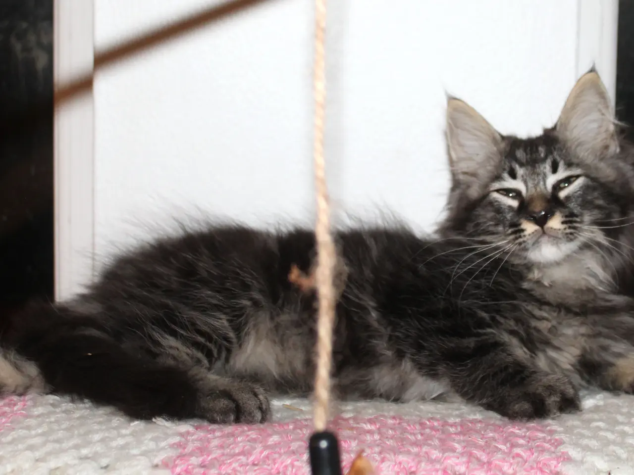 Billede 5 - 🤎 En rigtig kælepot med store poter 🌿 Maine Coon