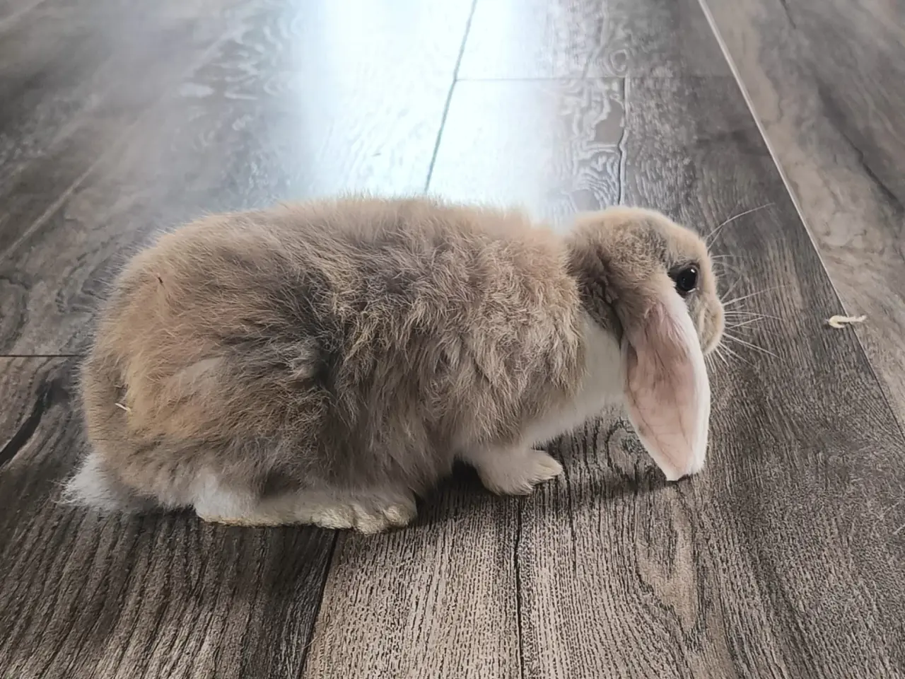 Billede 6 - 2 Sød og kærlig mini lop kaninunge 🐰