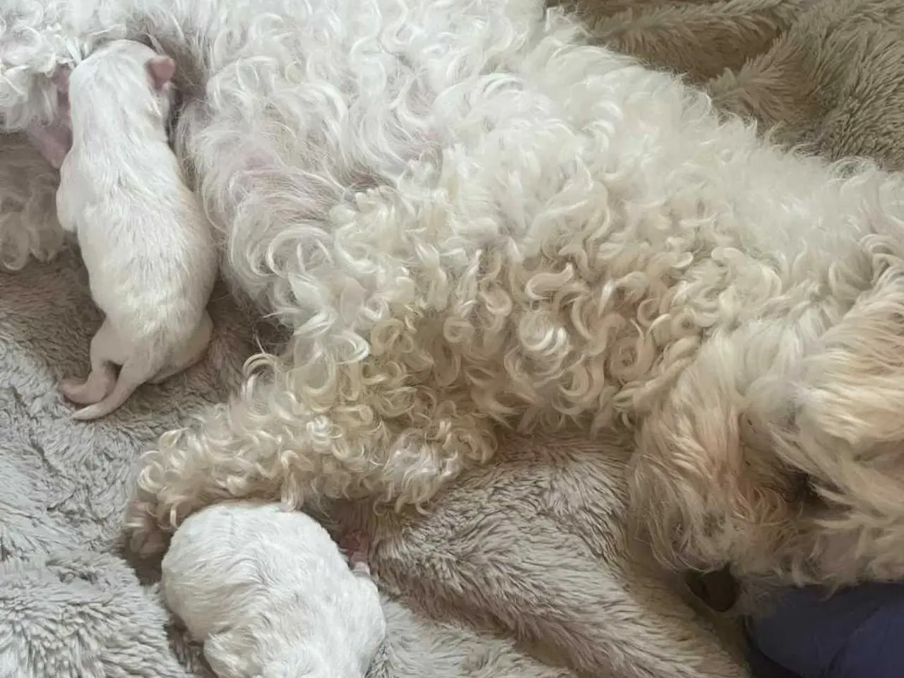 Billede 11 - Bichon frise tilbydes til avl. 