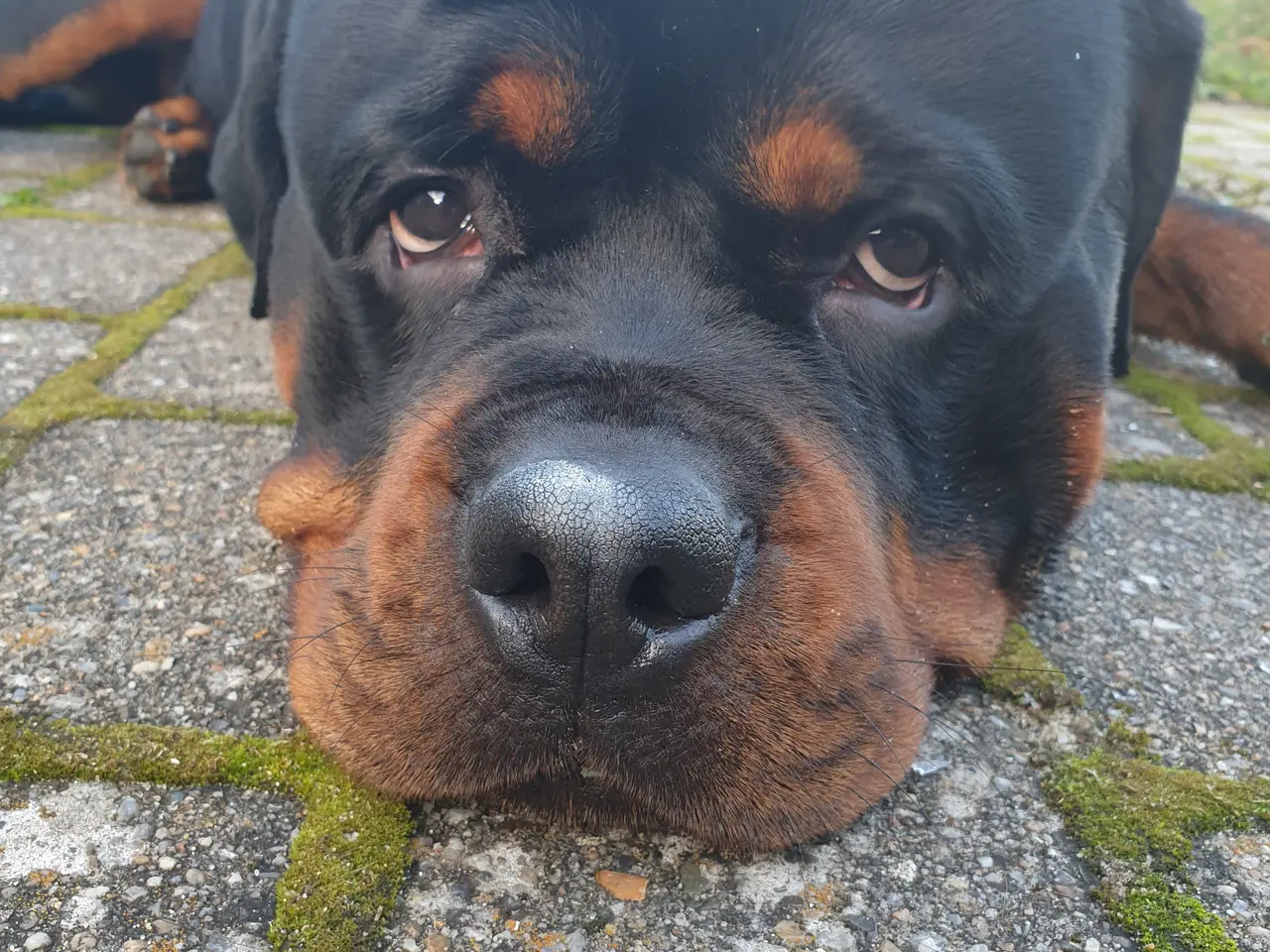 Billede 3 - Rottweiler han med stamtavle tilbydes til avl