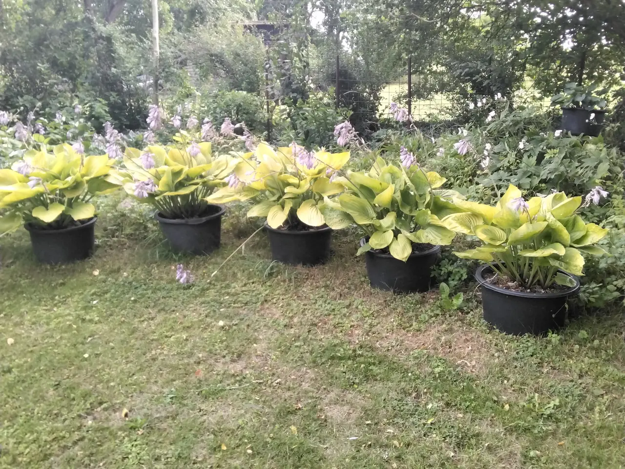 Billede 1 - XL Hosta Sun and Substance I store 40L potter