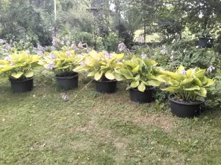 XL Hosta Sun and Substance I store 40L potter