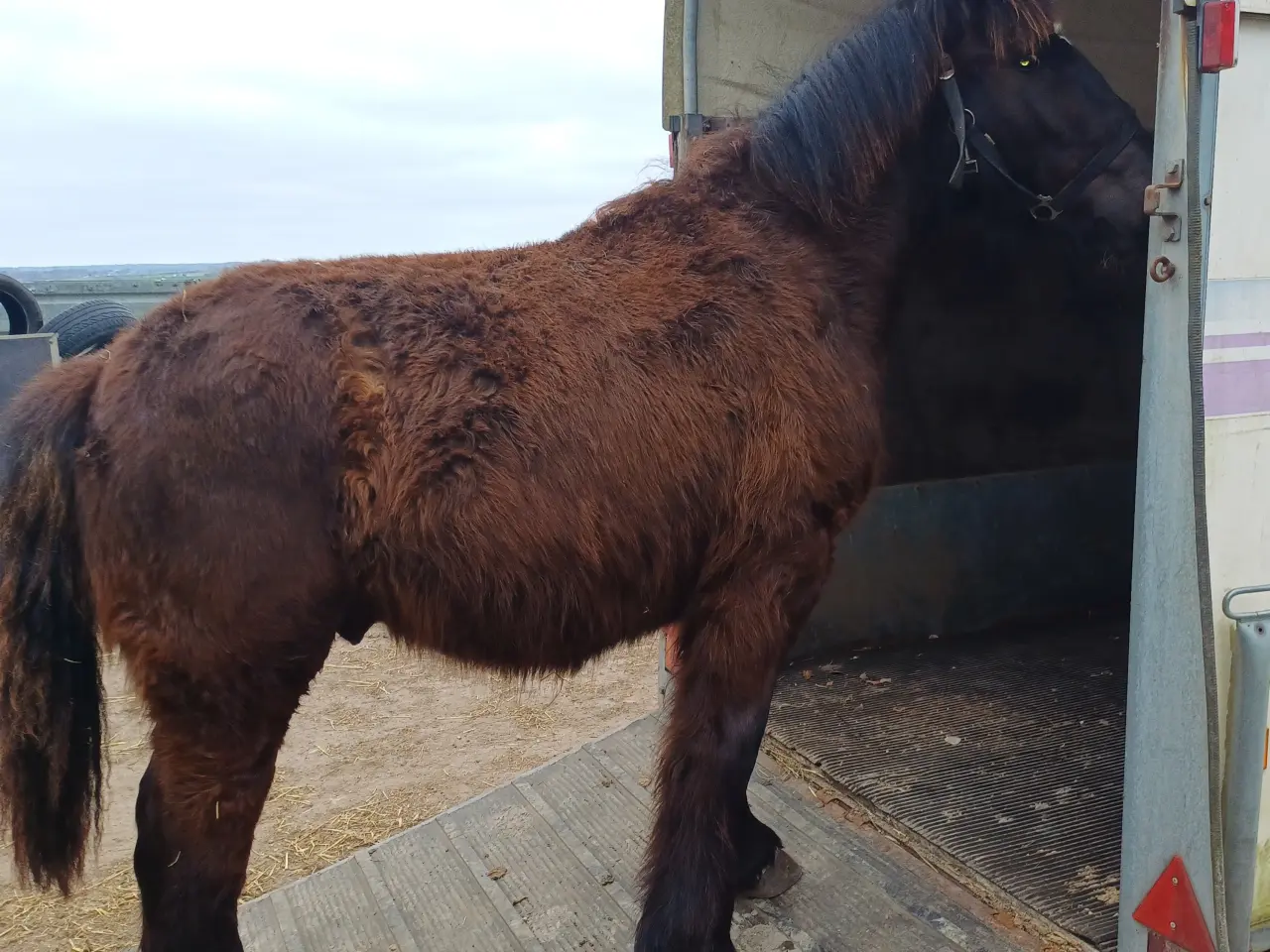 Billede 15 - 2årig Jyskhest hingst sælges