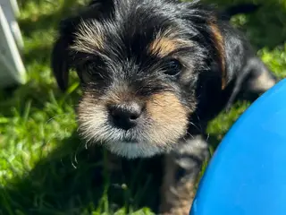 Allergivenlig Yorkie-hvalp søger nyt hjem