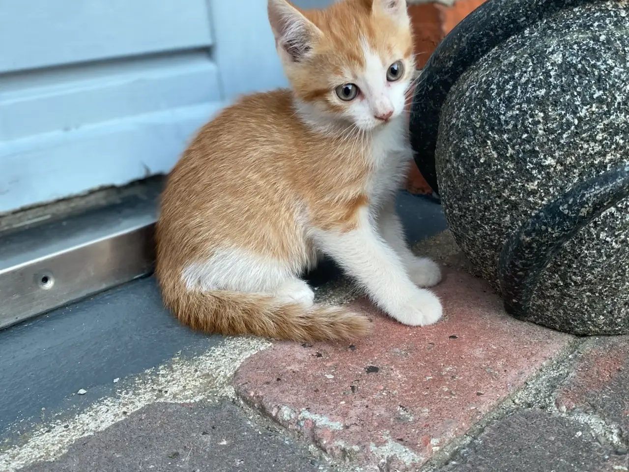Billede 7 - Søde killinger søger nyt hjem 🐾