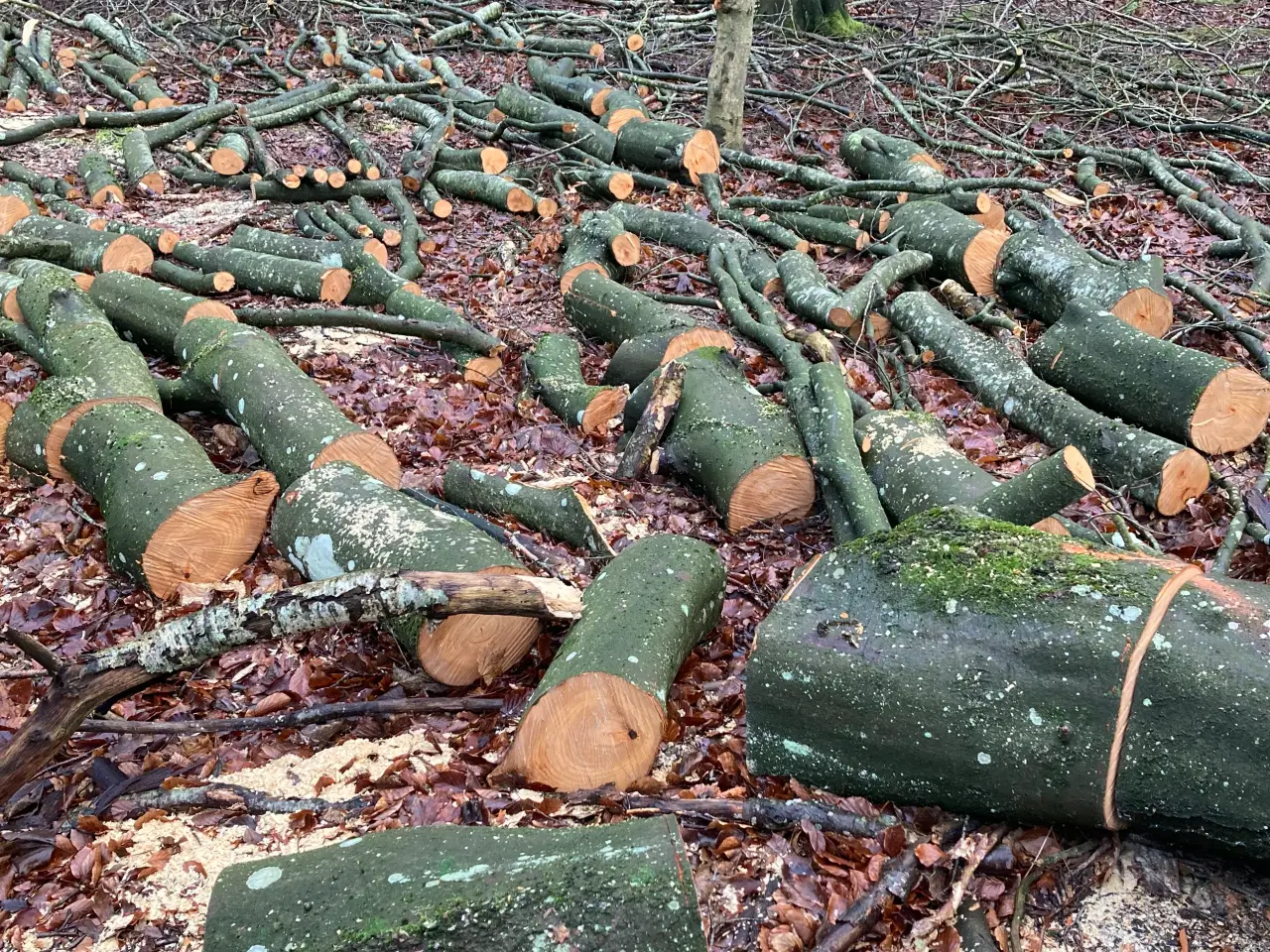 Billede 1 - Nyskovet bøgebrænde 40-10cm dia