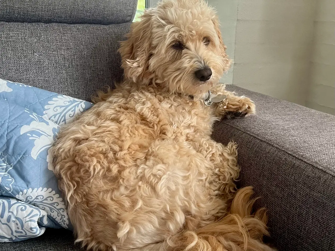 Billede 3 - Maltipoo hvalp han