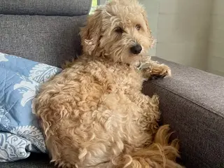 Maltipoo hvalpe - 5