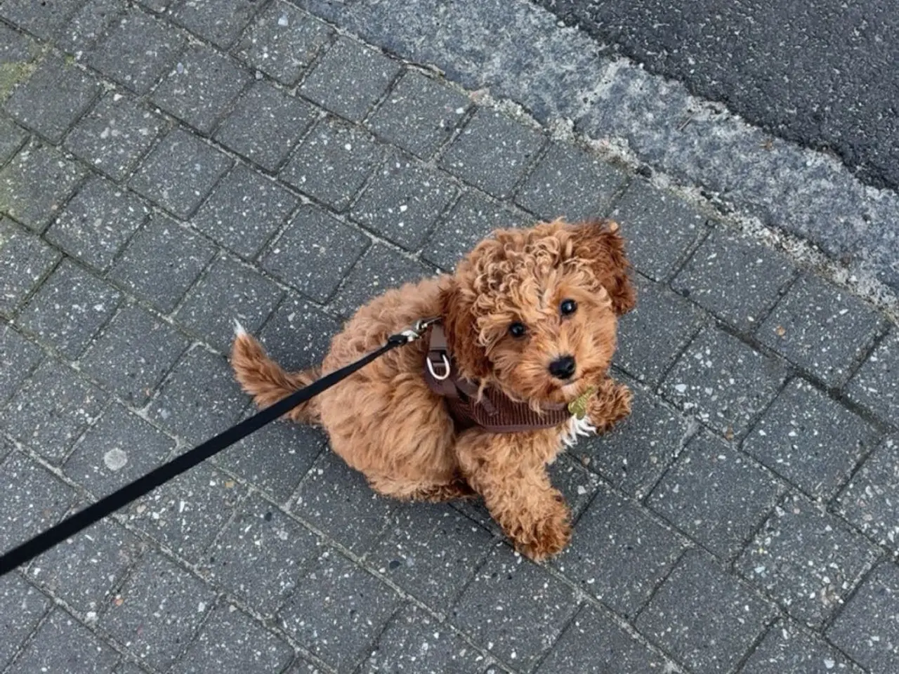 Billede 6 - Hanhund tilbydes til avl