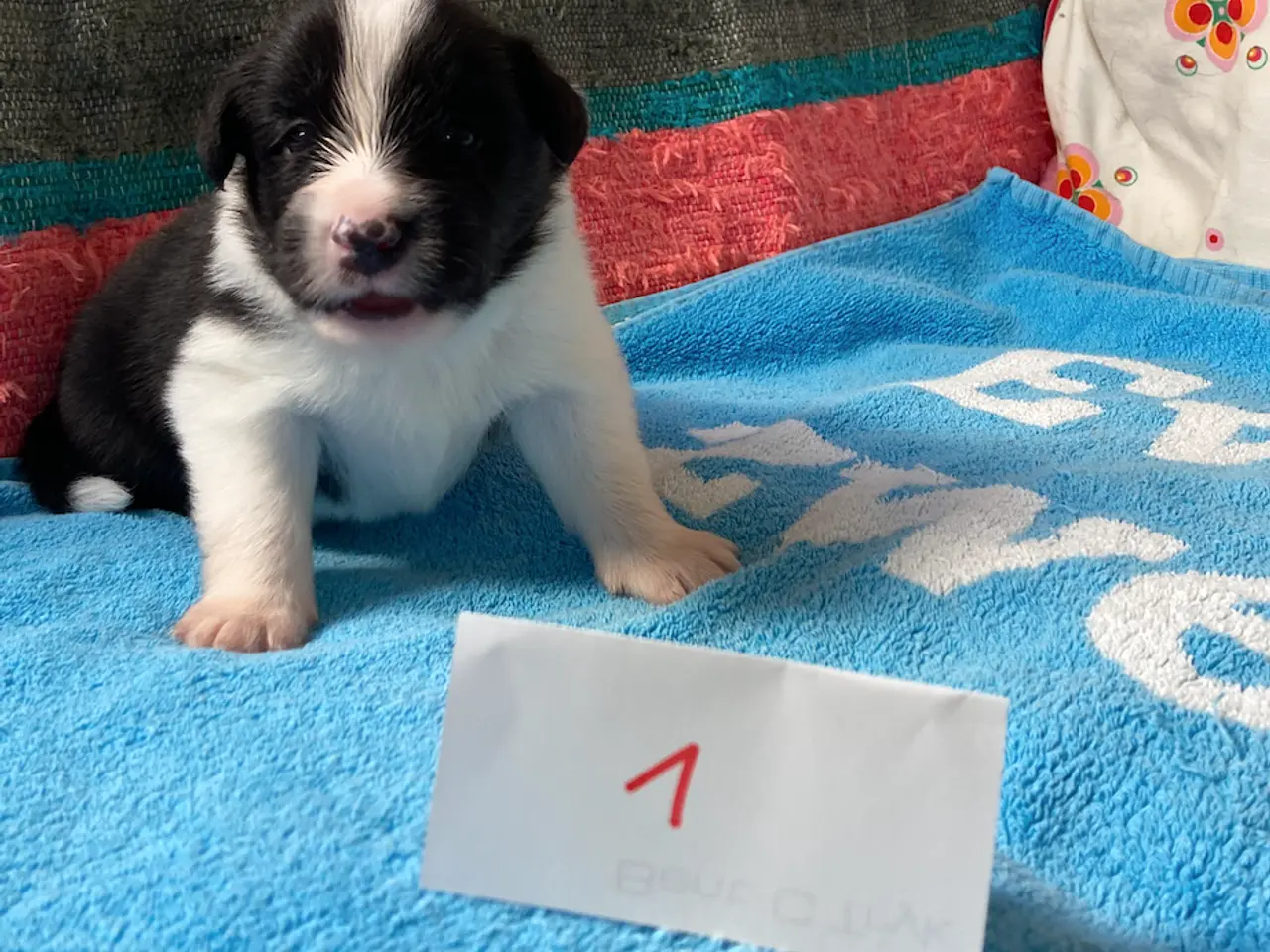Billede 13 - Border Collie hvalpe