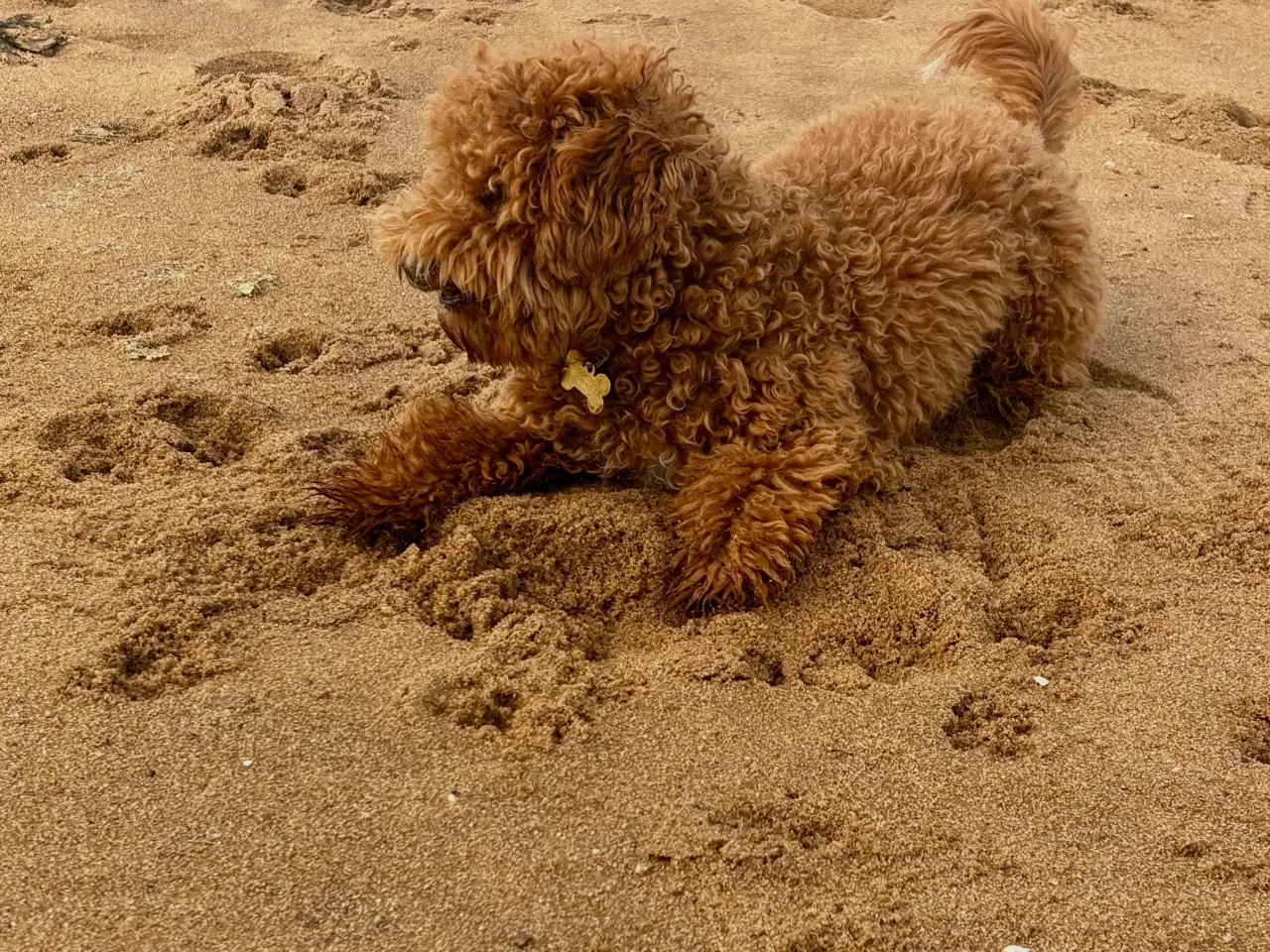 Billede 6 - Hanhund tilbydes til parring
