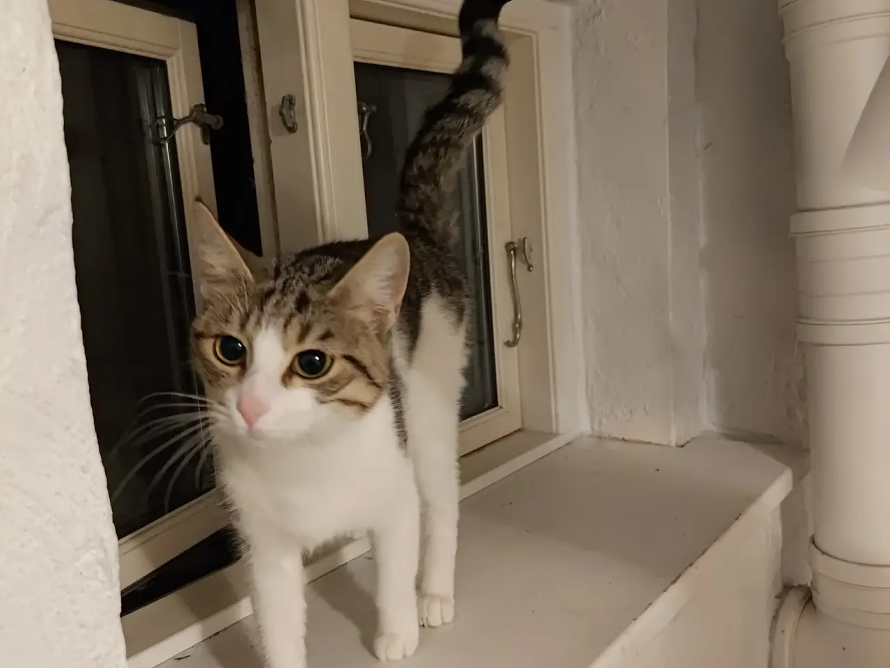 Billede 2 - Kælen kat