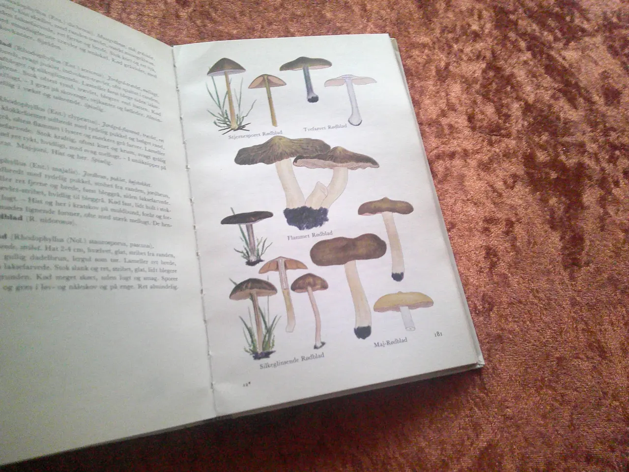 Billede 3 - Illustreret svampeflora, Morten Lange