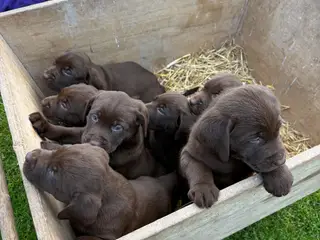 ægte brune Labrador hvalpe sælges