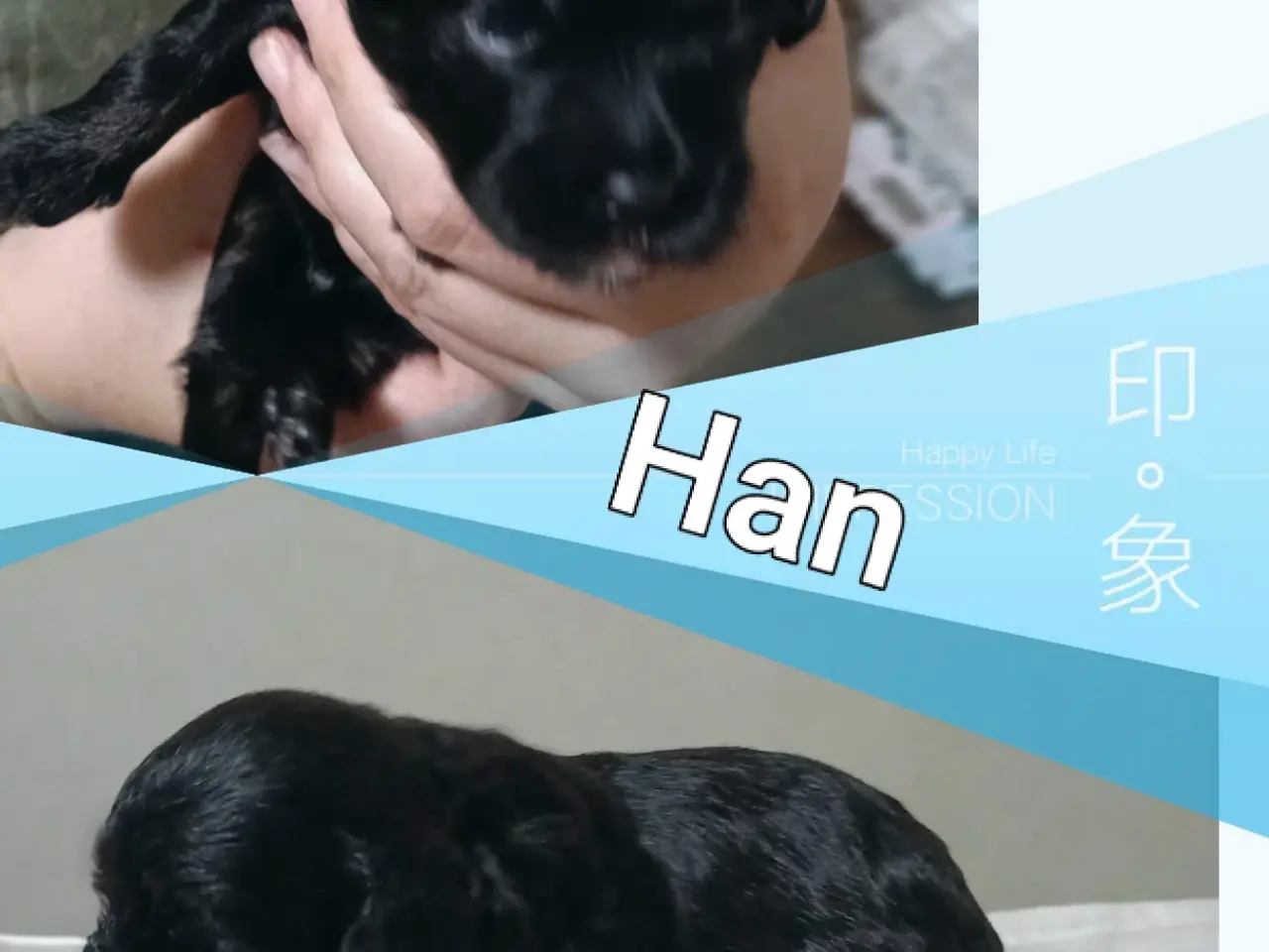 Billede 6 - Bichon havaneser bl.
