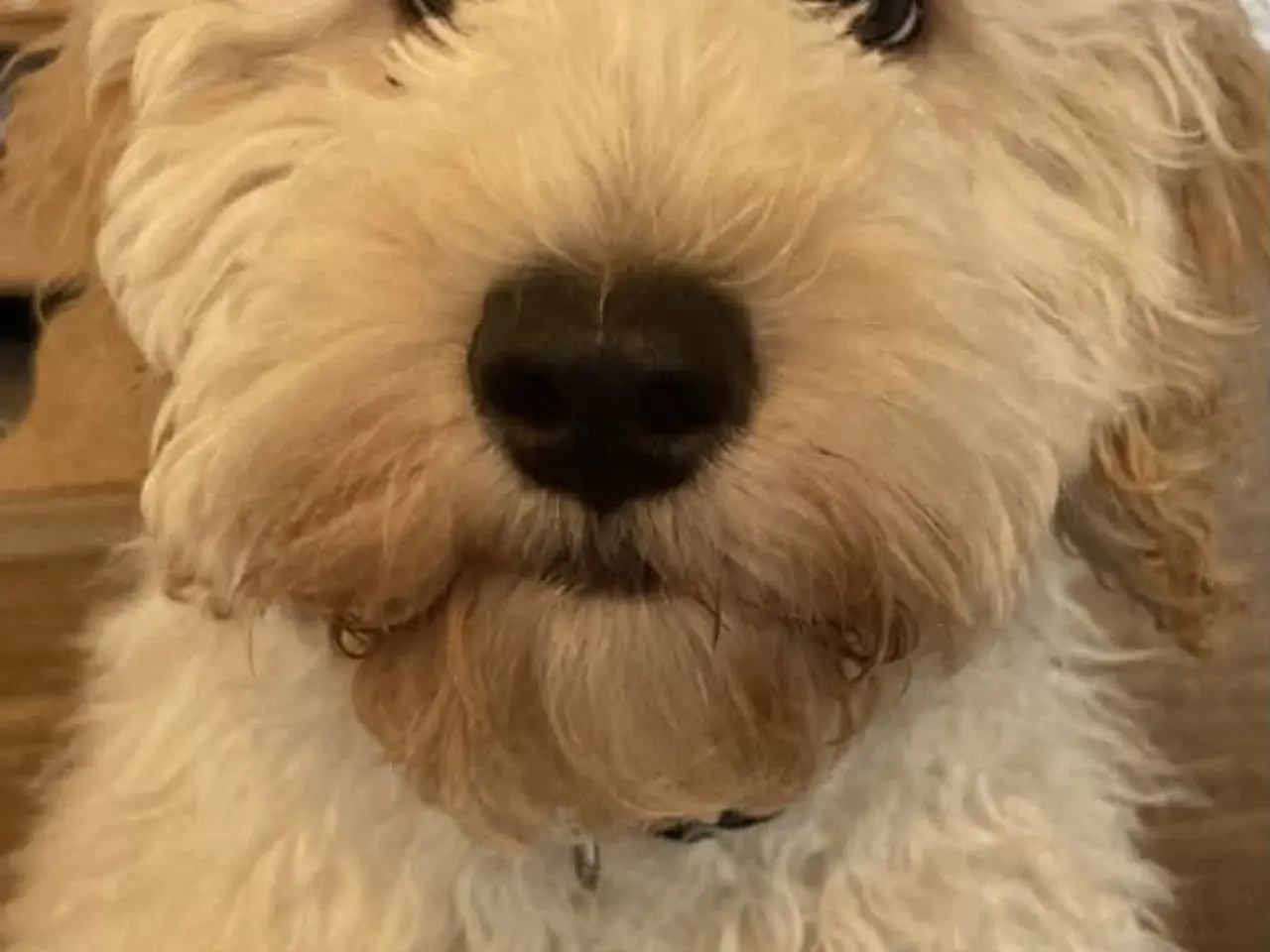 Billede 1 - Goldendoodle søger nyt hjem