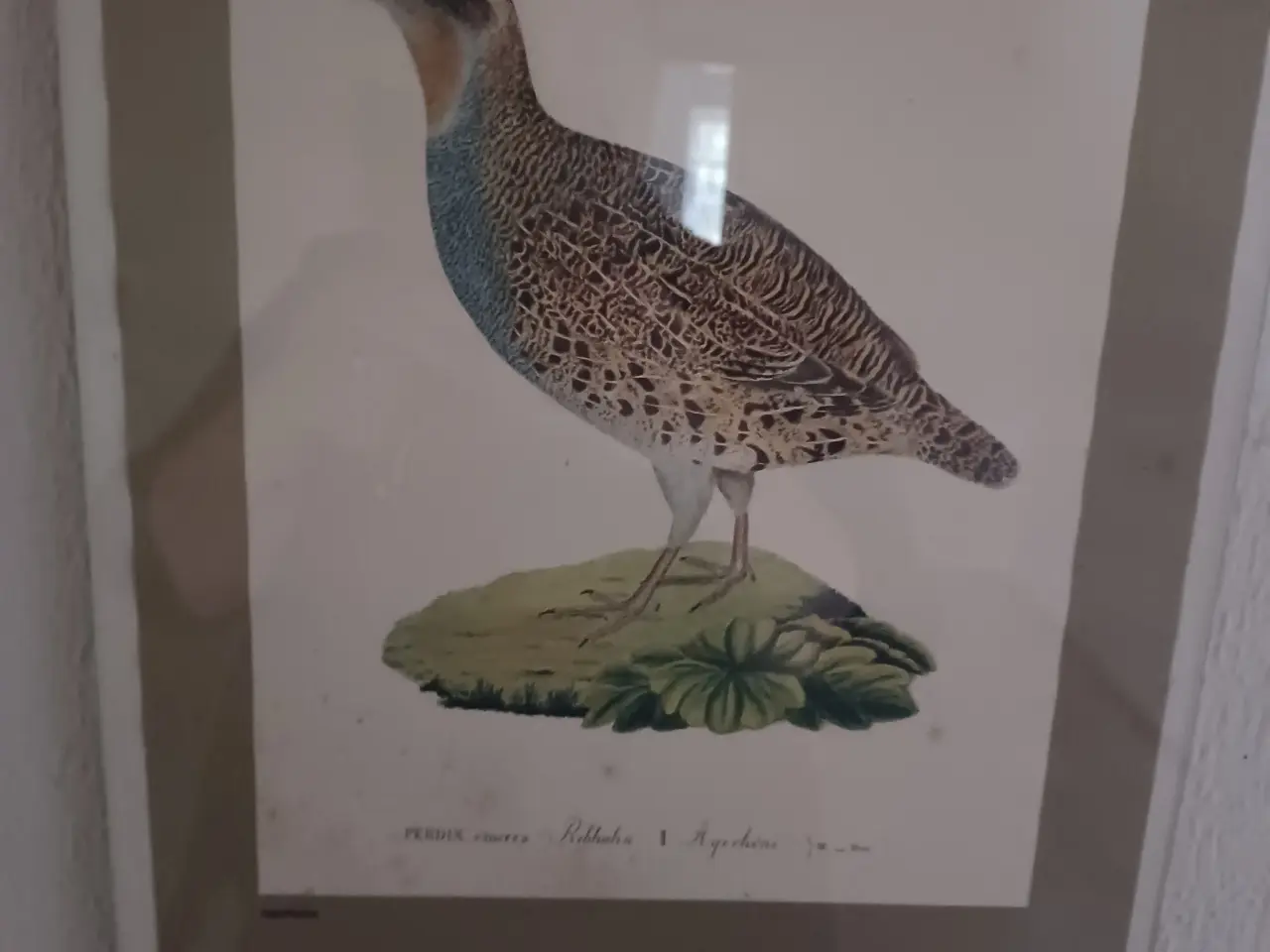 Billede 1 - Perdix cinerea (Agerhøne)