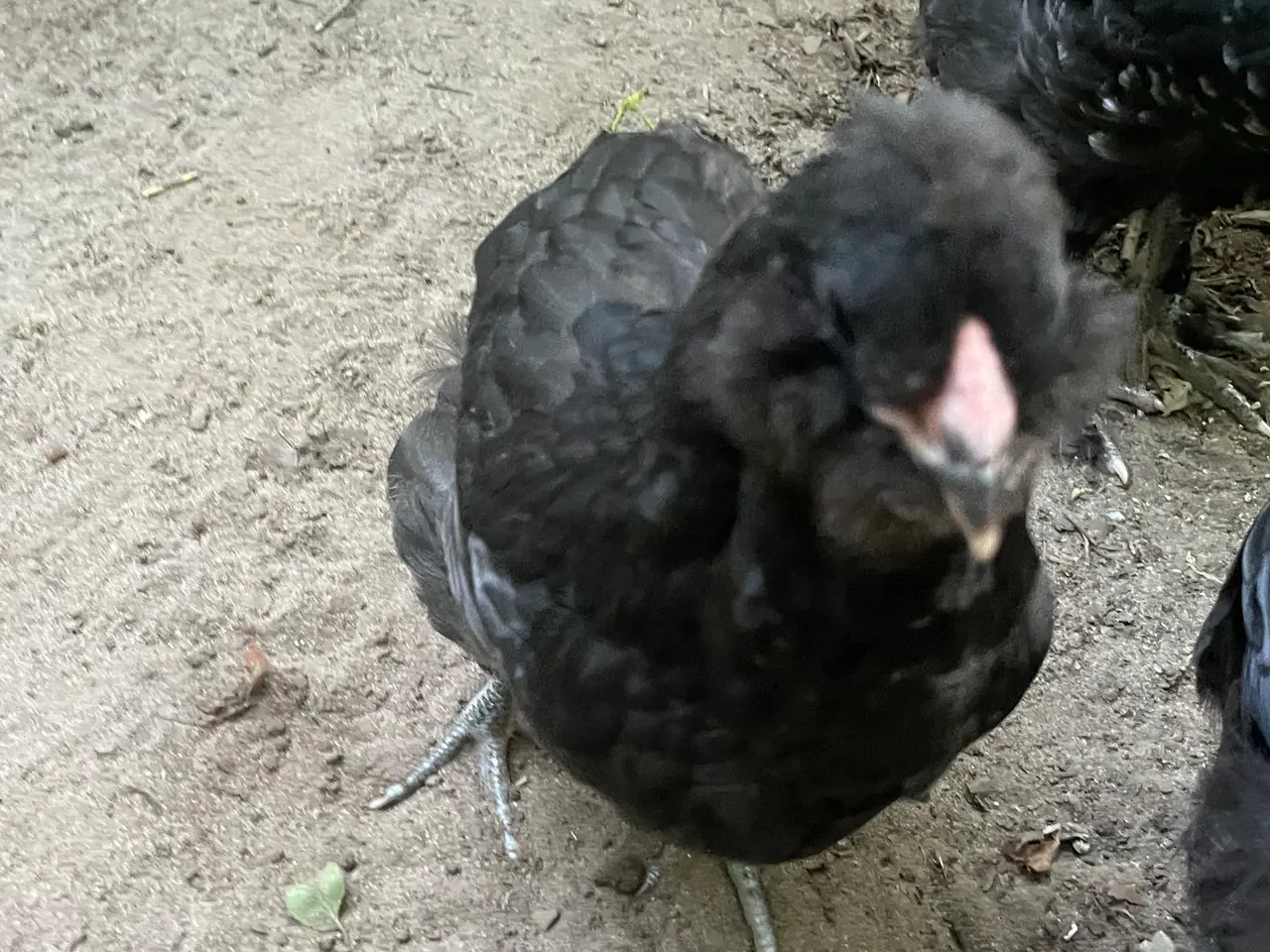 Billede 8 - Engelsk Araucana kyllinger