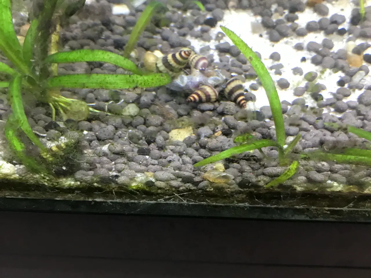 Billede 6 - 🐌 Helena snegle – mod uønskede snegle 5 stk 30 kr