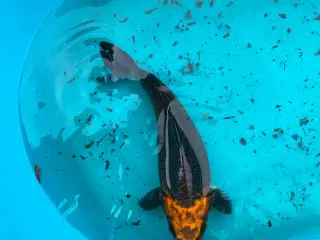 Koi karper