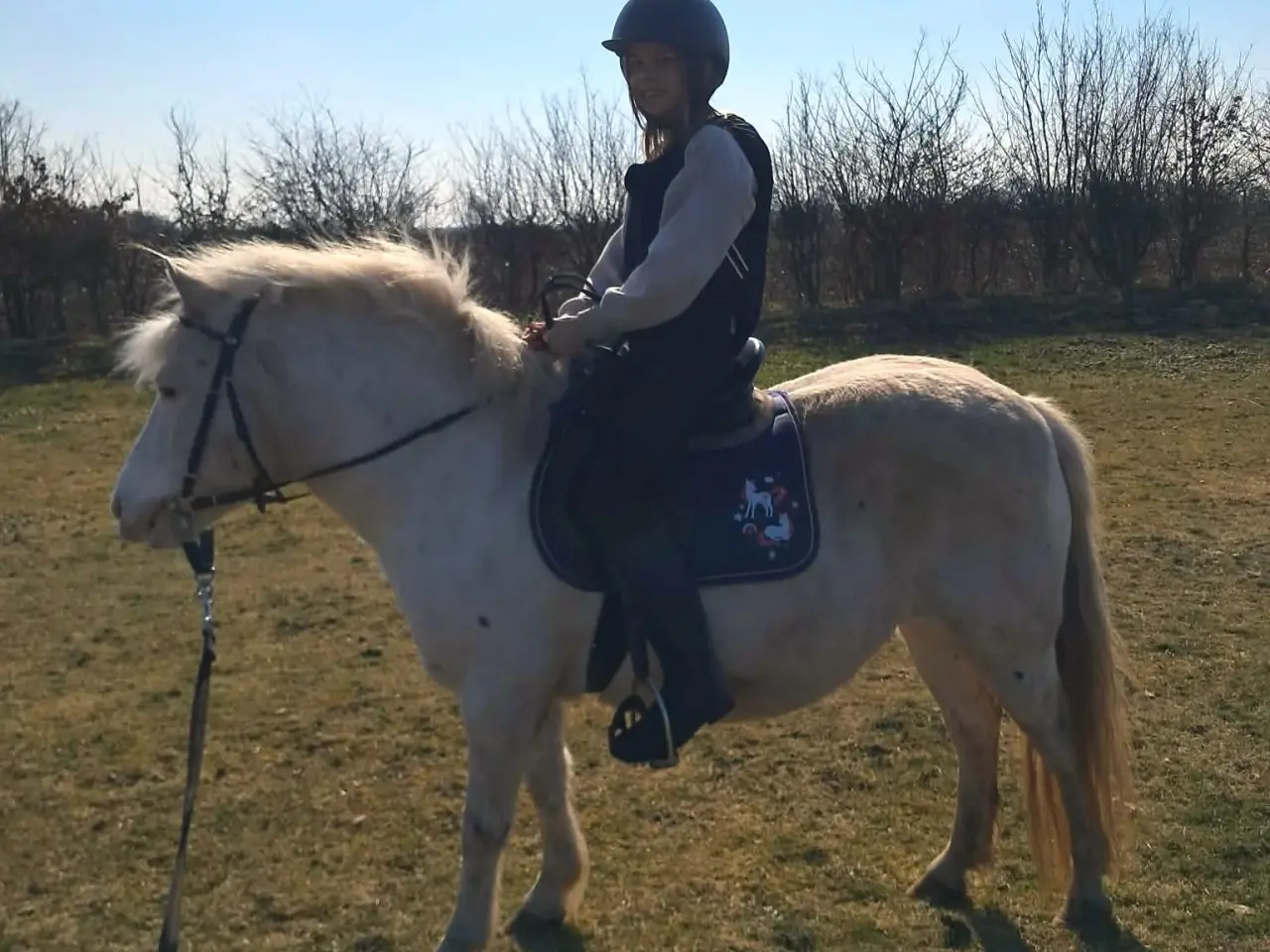 Billede 3 - Knabstrupperpony til ridning eller avl