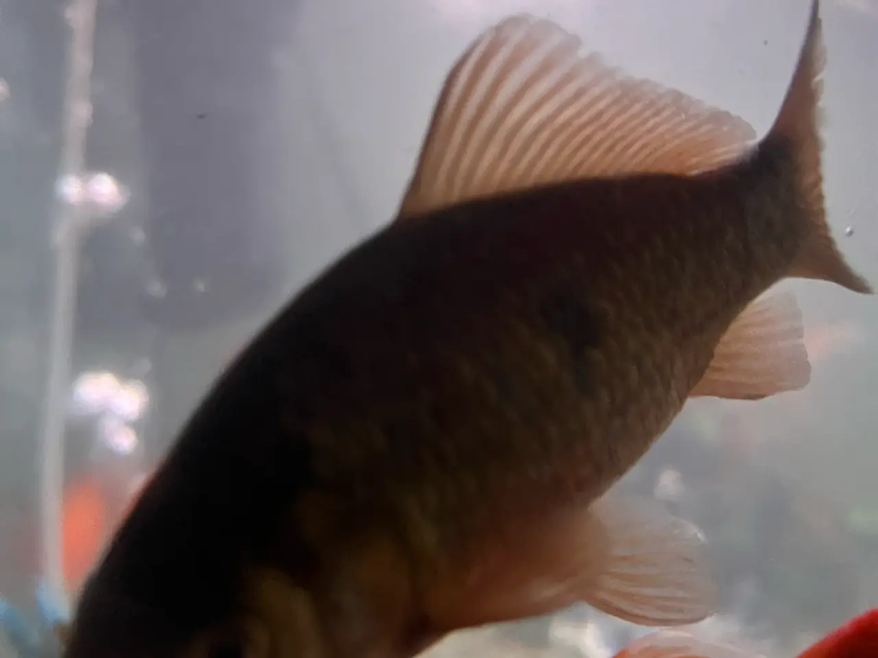 Billede 1 - Guldfisk (kobberfarvede) gratis 