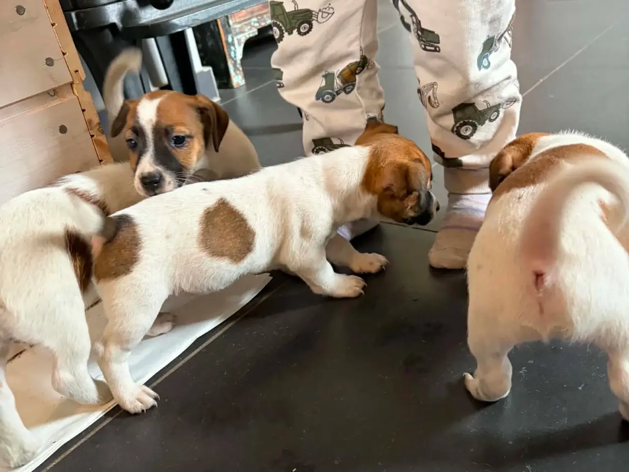 Billede 10 - Jack russel terriere