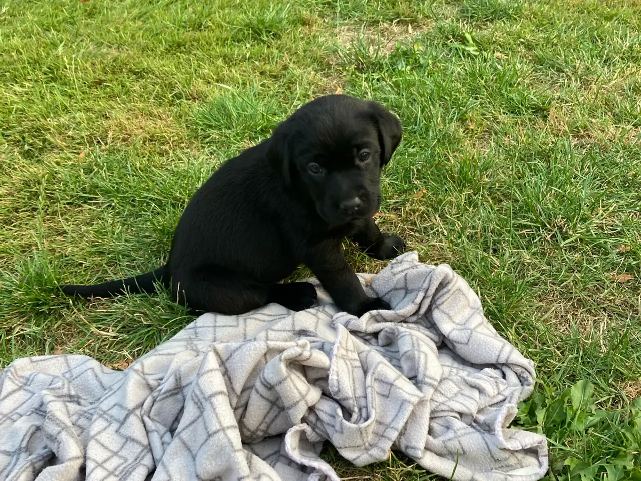 Billede 2 - Super søde labradorhvalpe.